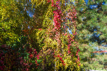 Autumn urban landscape on a Sunny day - yellow autumn trees in the Park, colorful red and orange leaves, and bright sky with clouds