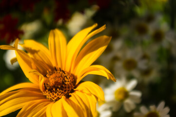 a bouquet of bright spring flowers of various types