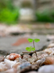 clover sprout growing isolated through stones on the floor