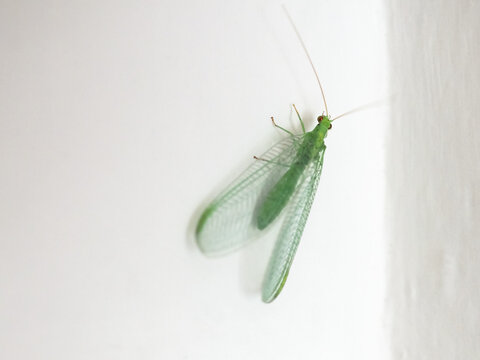 green lacewing insect animal (Chrysopa carnea)