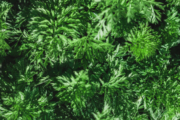 Green background of parsley leaves, top view close-up. Parsley grows in the garden. Garden parsley is a species of flowering plant in the family Apiaceae.