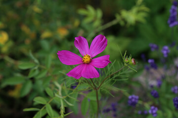Flowers - Cosmos flowers blooming in the garden