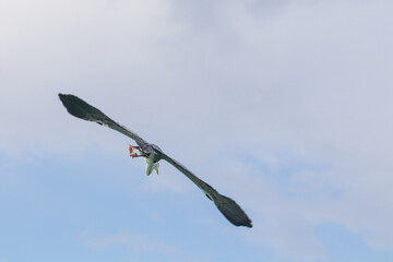 Kranich Malediven Kuramathi Karibik