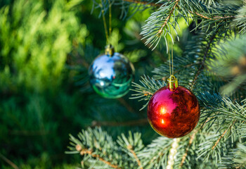 Christmas tree toy red and blue balls hanging on Silver blue spruce Picea pungens. Nature concept for Christmas and New Year design with place for your text