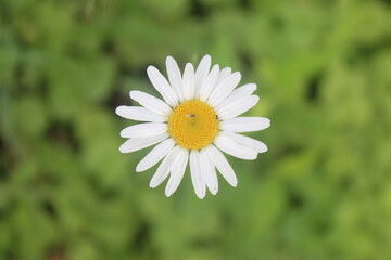 A beautiful daisy on a backdrop of green grass