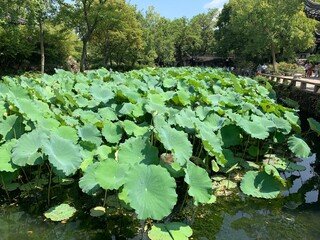 Lotus d'un jardin à Suzhou, Chine	