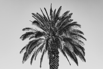 Fototapeta na wymiar Palm tree black and white in Split Croatia