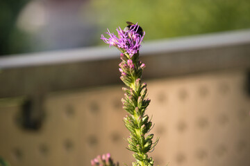 Eine Hummel sammelt Nektar von einer Prachtscharte