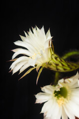 Fototapeta na wymiar Cactus echinopsis tubiflora, selective focus, close up