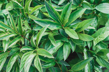 Green background with leaves, free space. Nature eco background. Background of green peony leaves. Peony leaves texture background.