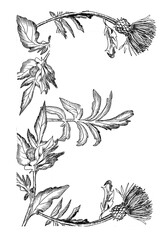 letters from the devil break; graphic black and white drawing of the font; a unique witch grass font for postcards, magic illustrations for Halloween
