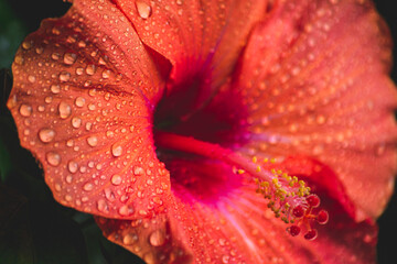 Macro photography of water drops on the petal of red hibiscus flower. Pink shade of exotic flower...