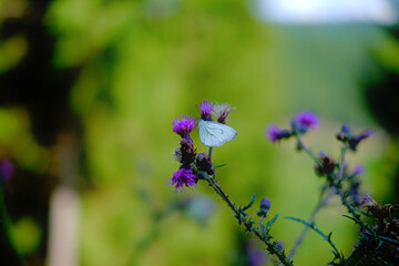 Weißer Schmetterling auf blühender Distel mit unscharfem Hintergrund