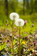 dandelions