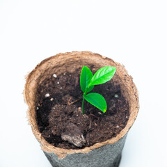 citrus plant sprout in a peat pot on a white background