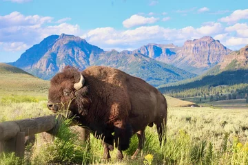 Foto auf Acrylglas bison in yellowstone national park © lina