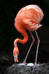 Mama Flamingo - A colorful female American flamingo bird is standing on her nest and tends to a...
