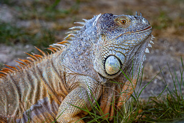 Portrait of Iguana in the grass