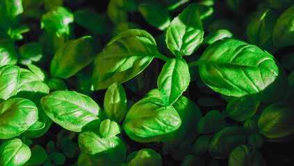 Primer plano desde un punto de vista aéreo de pequeñas hojas verdes y frescas de albahaca en un huerto orgánico bajo la cálida luz del sol