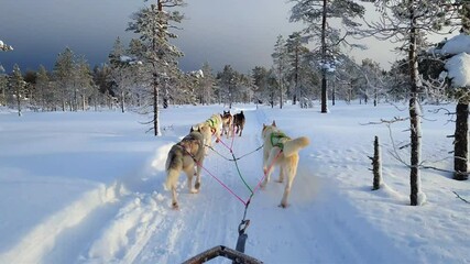 A team of sled dogs pulling a sled through the wonderful winter calm winter forest. Riding husky sledge in Lapland landscape