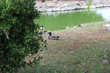 Ducks with lake