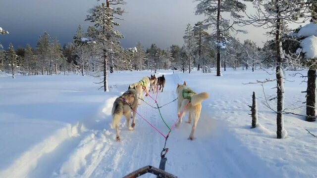 A team of sled dogs pulling a sled through the wonderful winter calm winter forest. Riding husky sledge in Lapland landscape