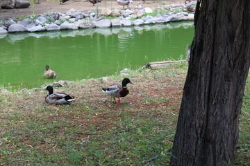 Ducks with lake