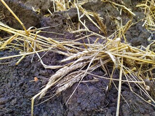 Old ripe wheat in the field