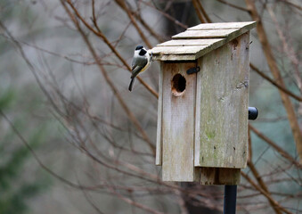 A Black-capped chickadee looks toward the camera while perched on the edge of a rustic wooden bird house. © Jen Wolf