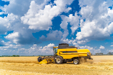 Obraz premium Grain harvesting combine in a sunny day. Yellow field with grain. Agricultural technic works in field.