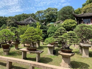Fototapeta premium Jardin à bonsaïs à Suzhou, Chine 
