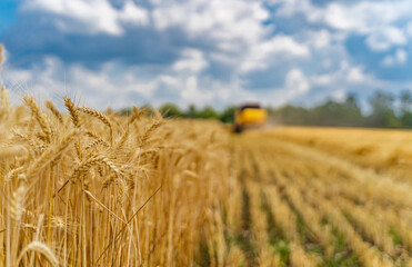 Wheat ears on the front view. Dry gold wheat. Yellow combine on blurred background.