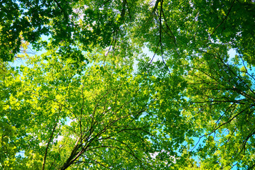 Fototapeta na wymiar Foliage of trees against the blue sky.