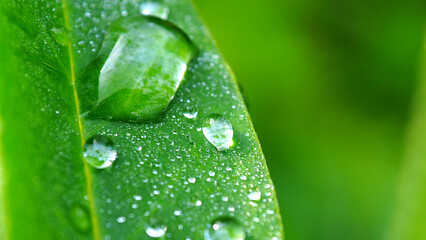 Morning dew on a green leaf. Leaves with a drop of rain macro.