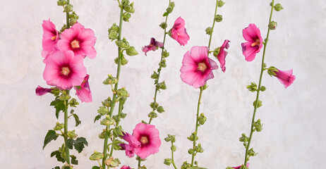 rose tr&eacute;mi&egrave;re en charente maritime 