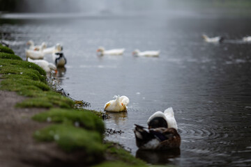 patos