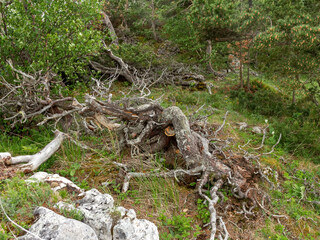Mountain subalpine meadows with vegetation and dead woody vegetation.