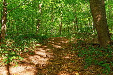 Fototapeta premium Walking paths in the forest for running.