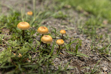 hongos