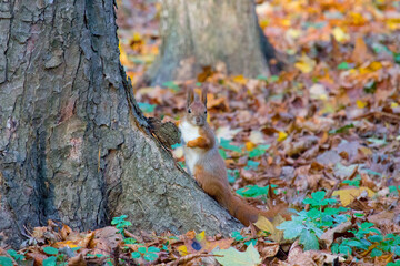 Red squirrel in the autumn park © Talli