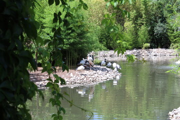 Fototapeta na wymiar Ducks with lake