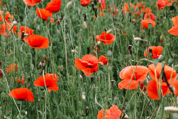 Red poppies wildflowers in the field in morning. Floral background. Soft focus.
