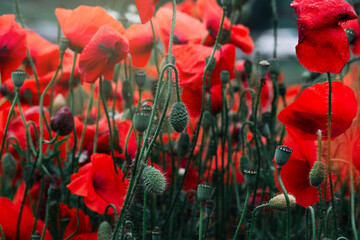 Red poppies wildflowers in the field in morning. Floral background. Soft focus.