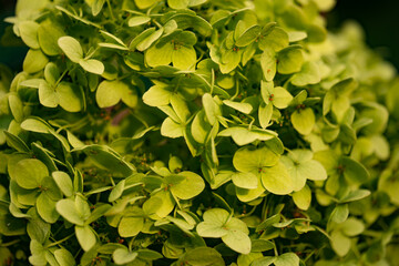 green inflorescences close in the ground