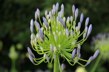 Purple flower macro photography