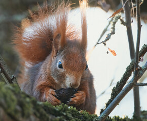 Fressendes Eichhörnchen im Baum