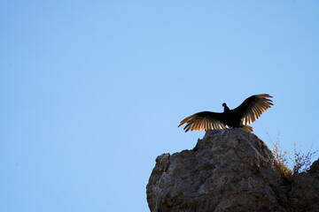 Turkey Buzzard with wings spread