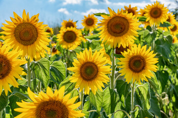 Fototapeta premium colorful field of sunflowers in the summer in the hills in Tuscany