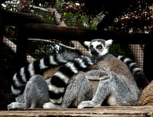 ring tailed lemur