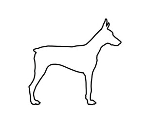 Doberman Pincher dog line contour vector illustration isolated. German military guardian dog for detecting smuggling drugs. Beware of dog sign.   Best friend and guard dog.